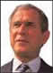 Bush