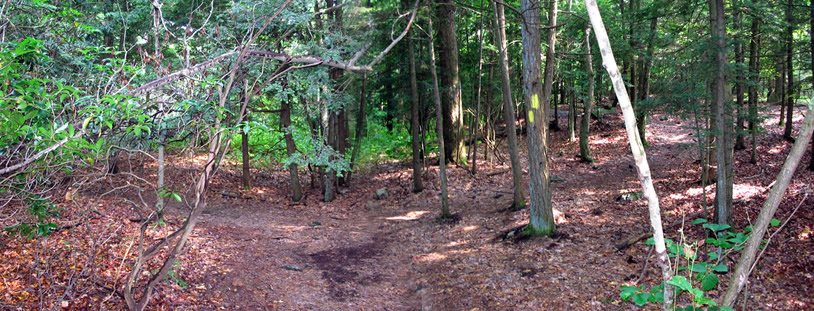 Trail Intersection on Slab Rock Trail