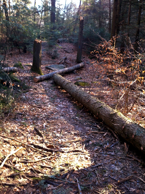 Fallen Trees on Blue Trail